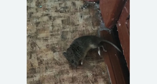 Дезинфекция от мышей в Буинске