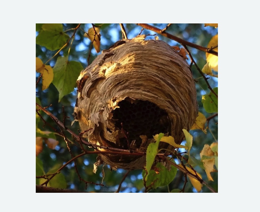 Обработка от шершней в Буинске