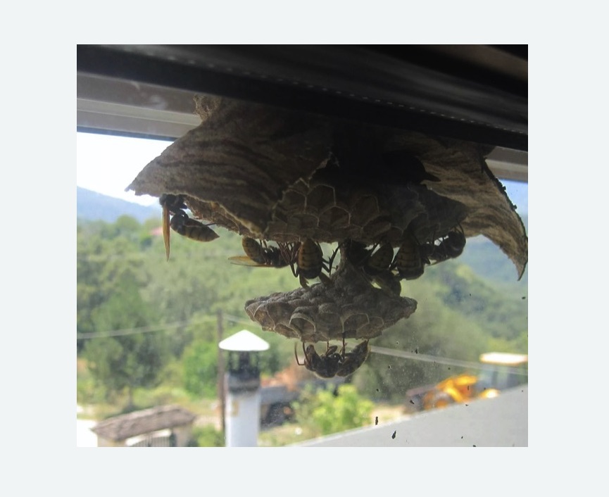 Уничтожение гнёзд шершней в Буинске