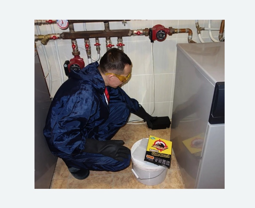 Уничтожение крыс в Буинске