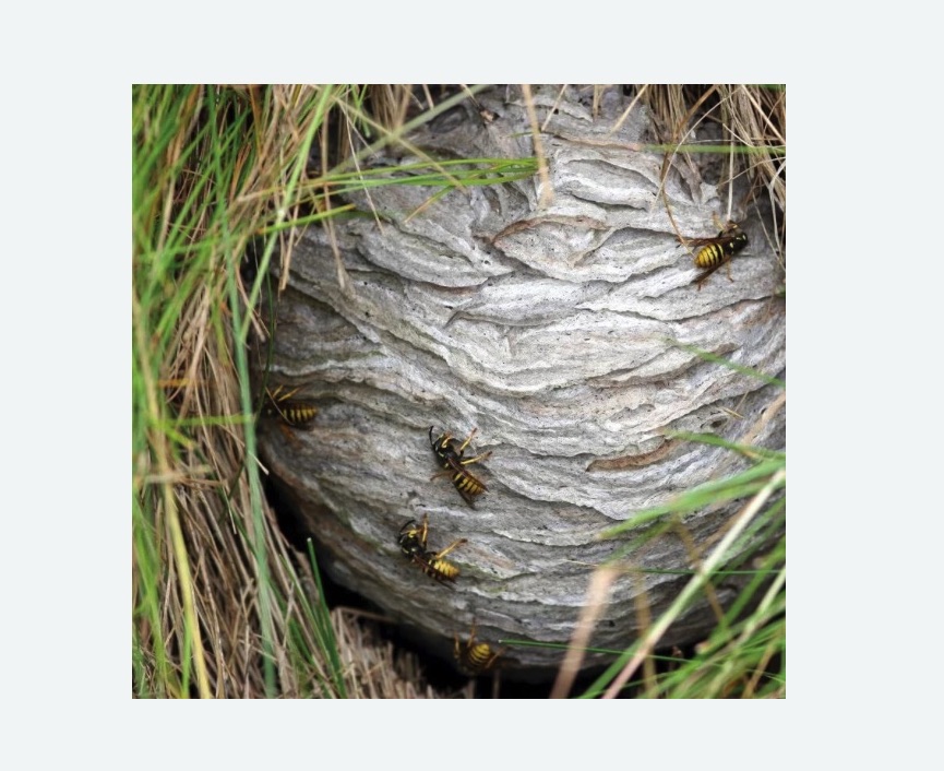 Уничтожение ос и ульев в Буинске